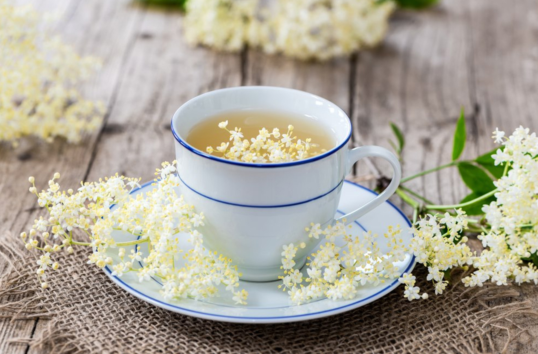 Fekete bodza tea jótékony hatása